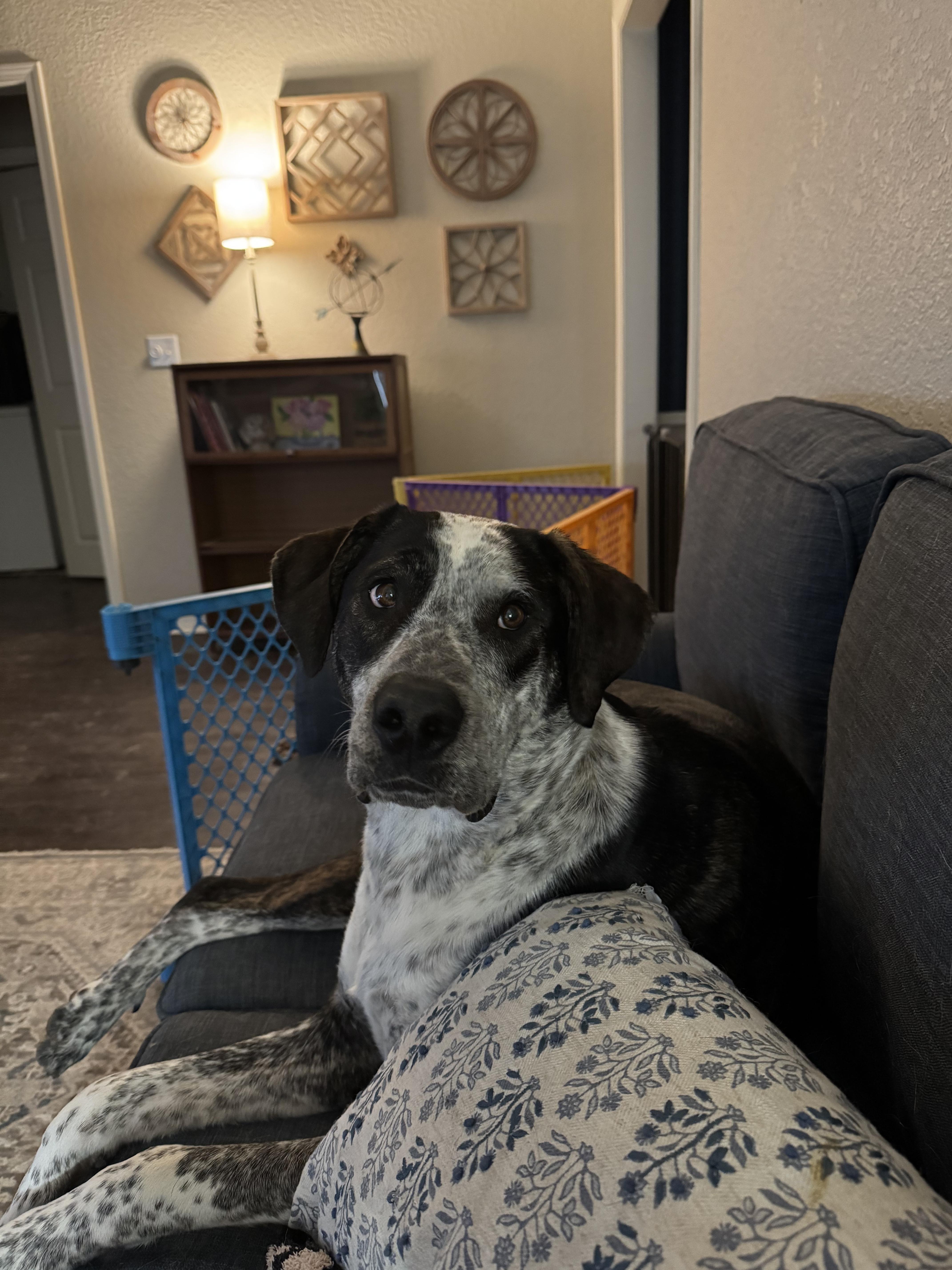 Enlarge Dean, an adopted mixed breed in Canyon, TX image 4/4