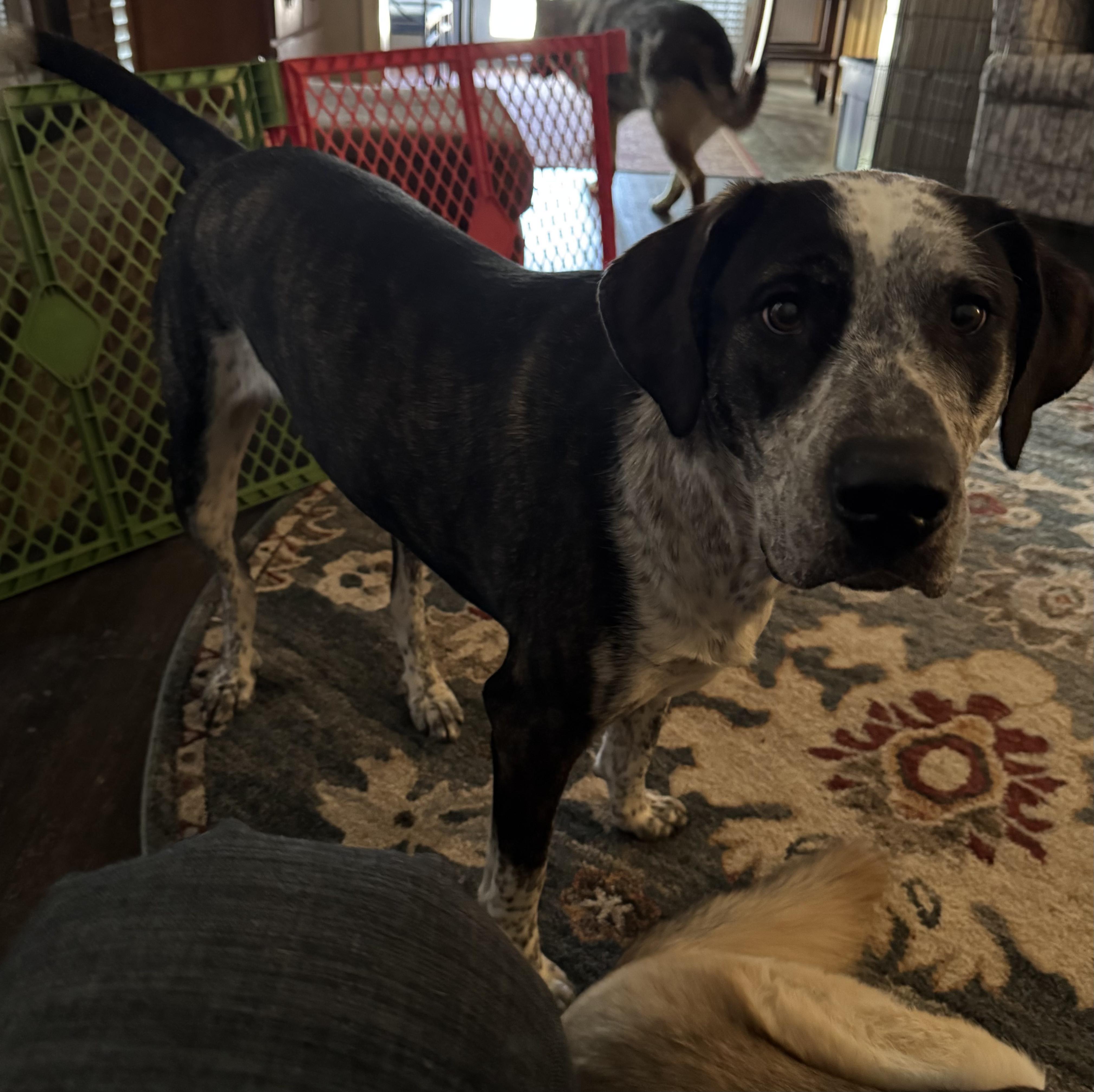 Enlarge Dean, an adopted mixed breed in Canyon, TX image 3/4