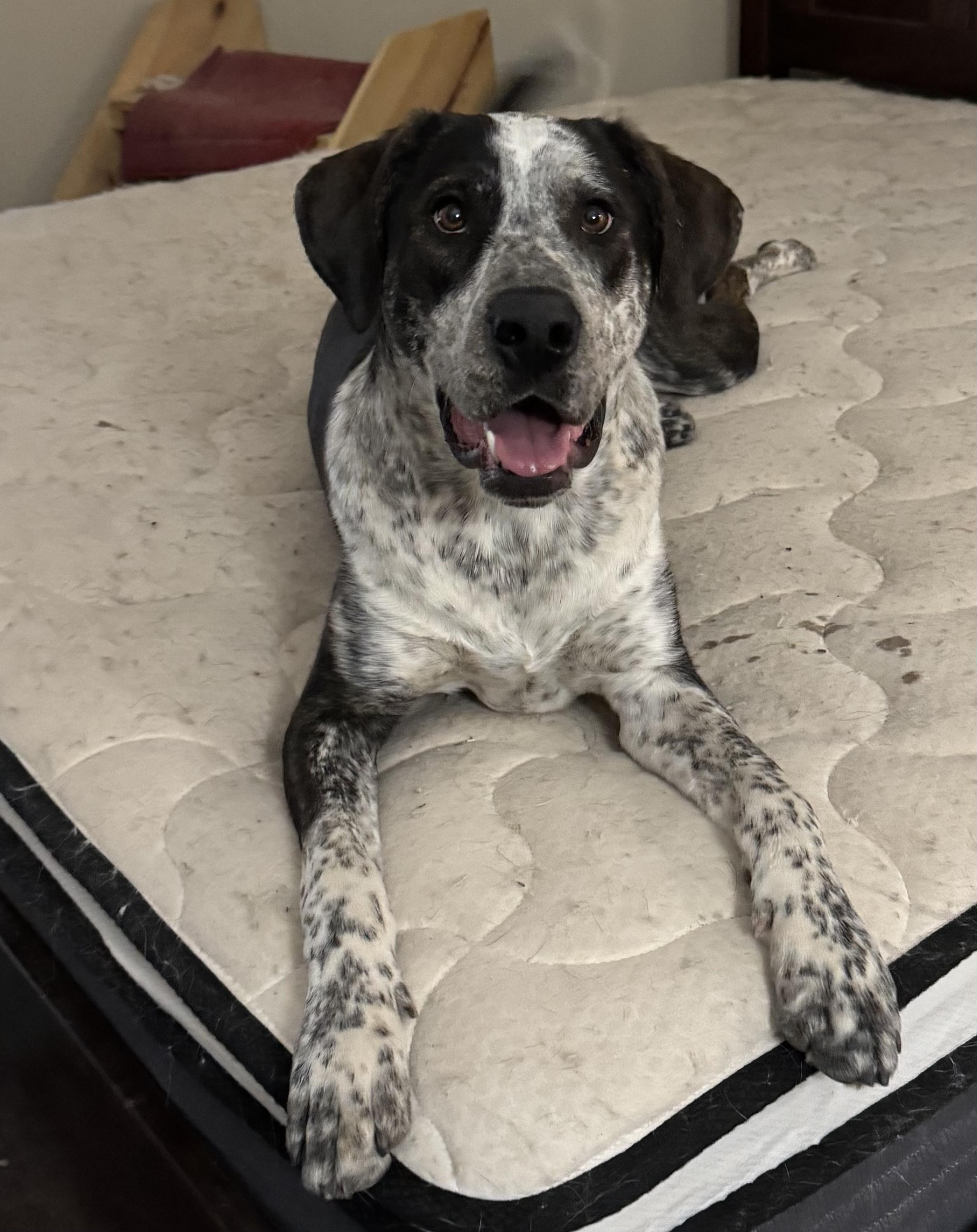 Enlarge Dean, an adopted mixed breed in Canyon, TX image 1/4