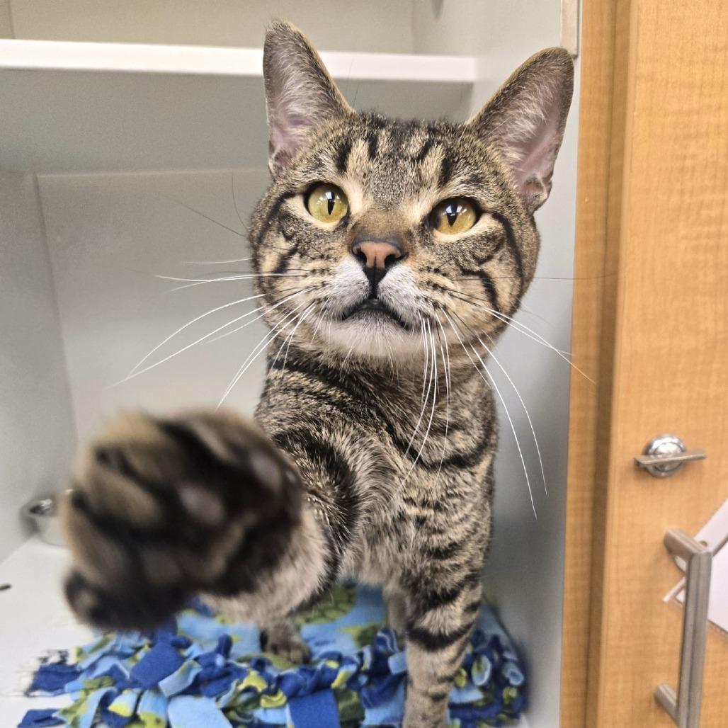 Enlarge Ameren, a Adoptable Domestic Short Hair in Champaign, IL image 1/3