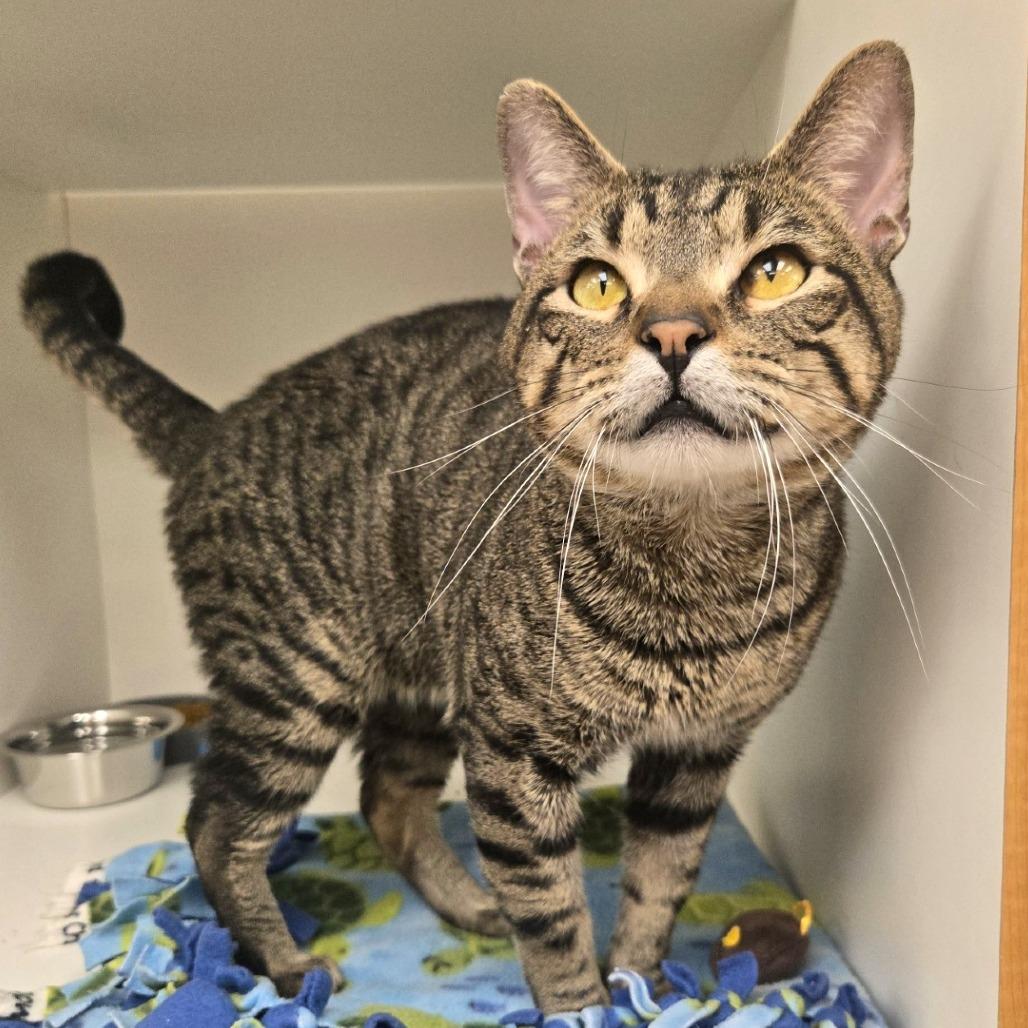 Enlarge Ameren, a Adoptable Domestic Short Hair in Champaign, IL image 2/3