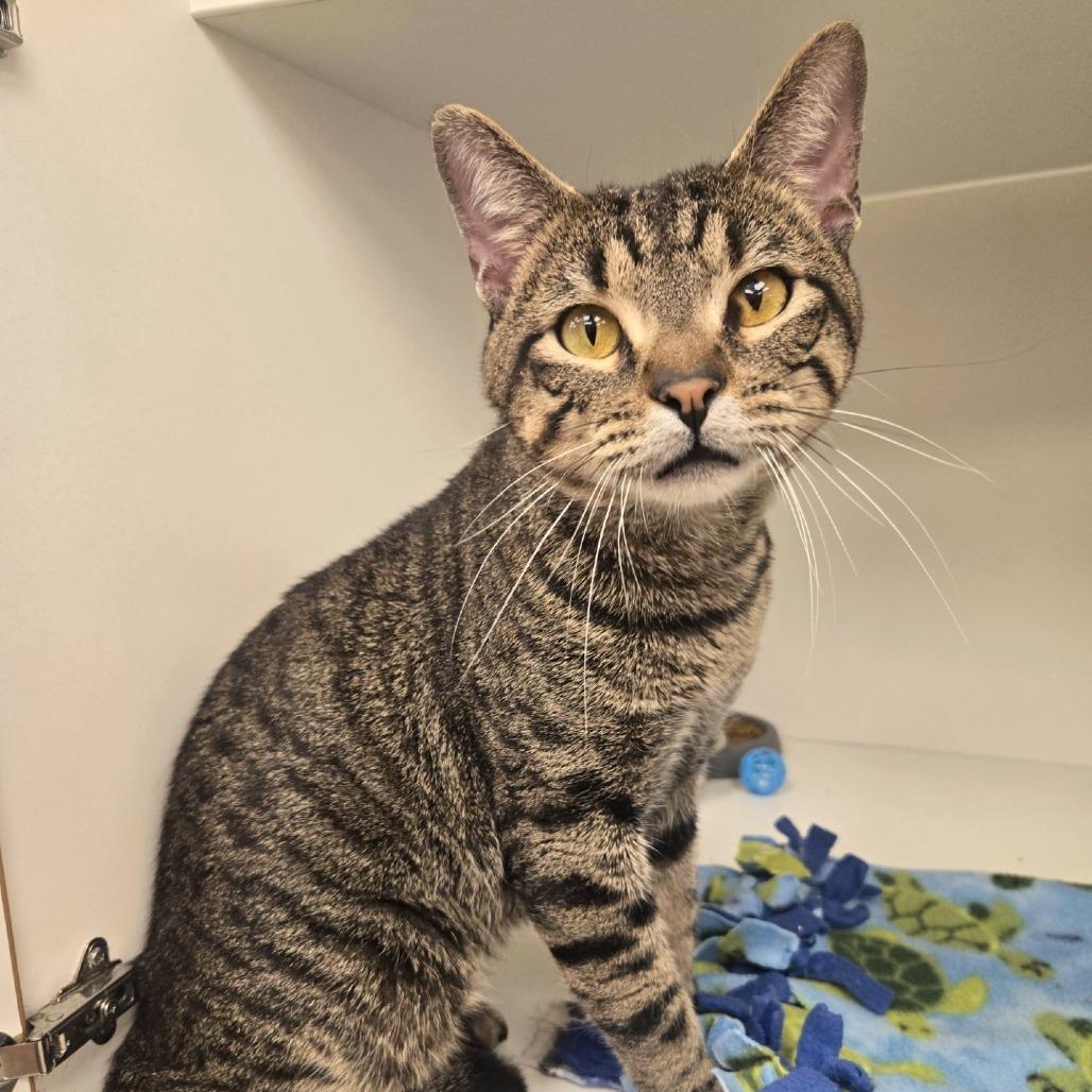 Enlarge Ameren, a Adoptable Domestic Short Hair in Champaign, IL image 3/3
