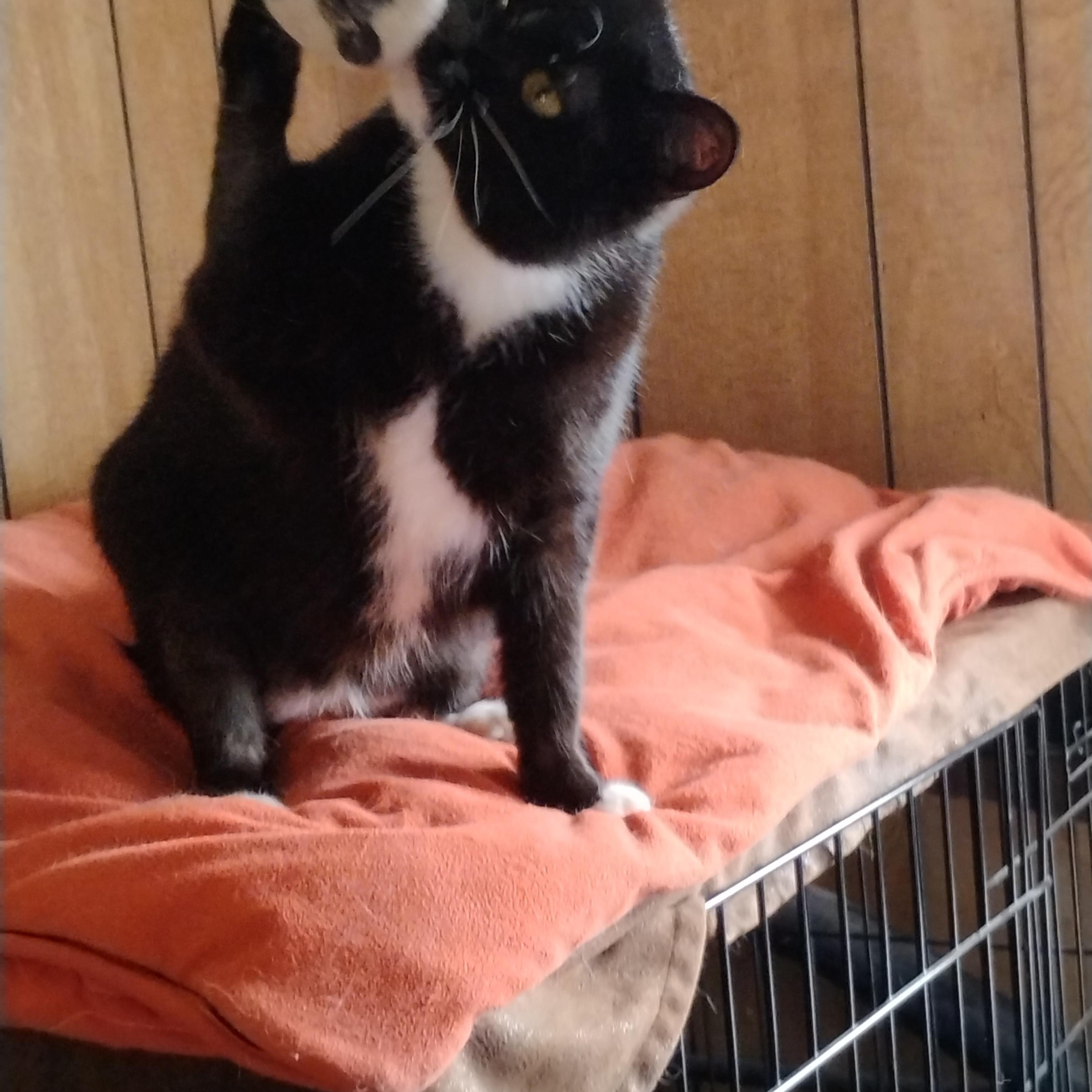 Enlarge TERRA, a Adopted mixed breed in Andover, KS image 4/4