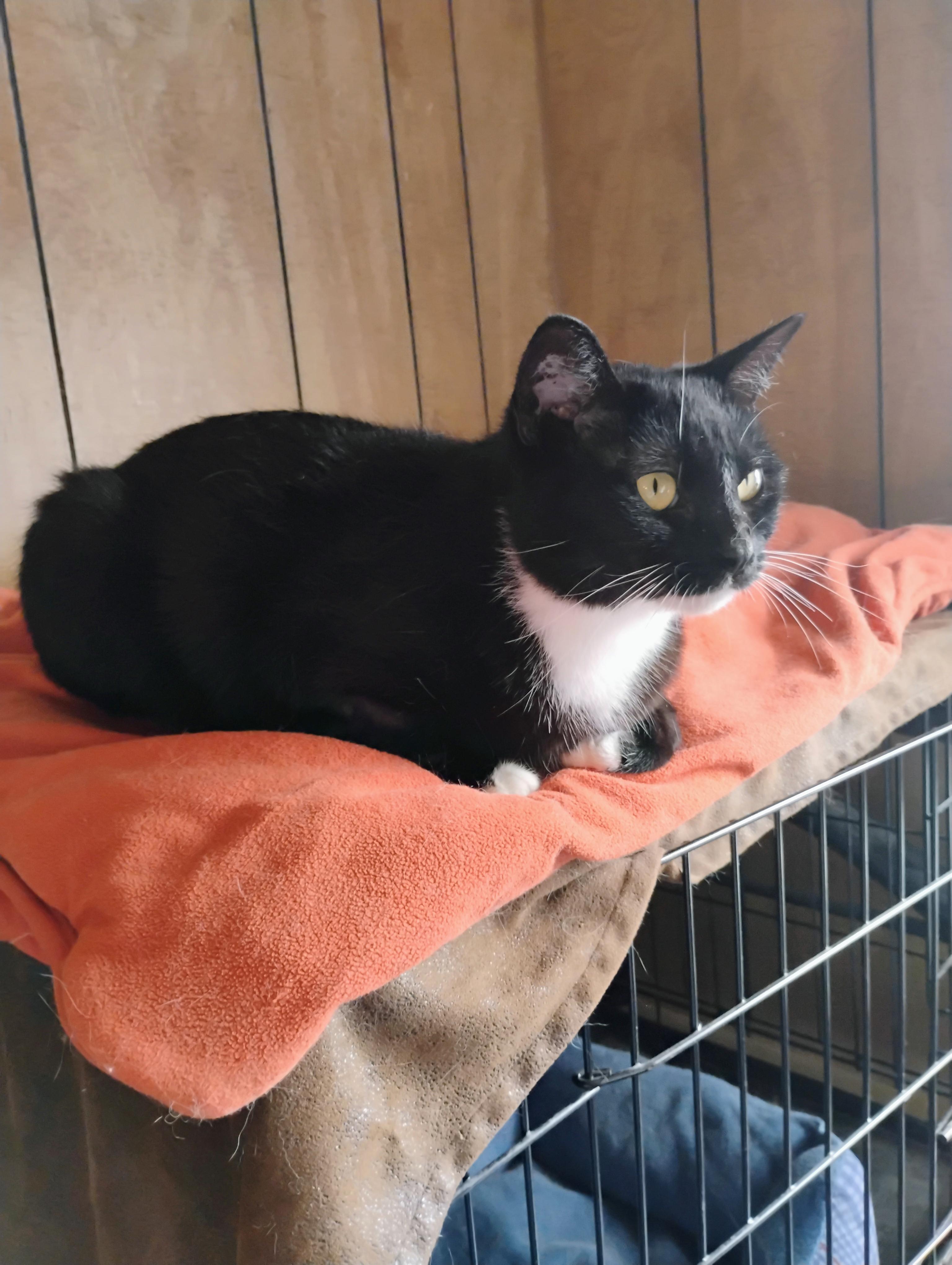 Enlarge TERRA, a Adopted mixed breed in Andover, KS image 3/4