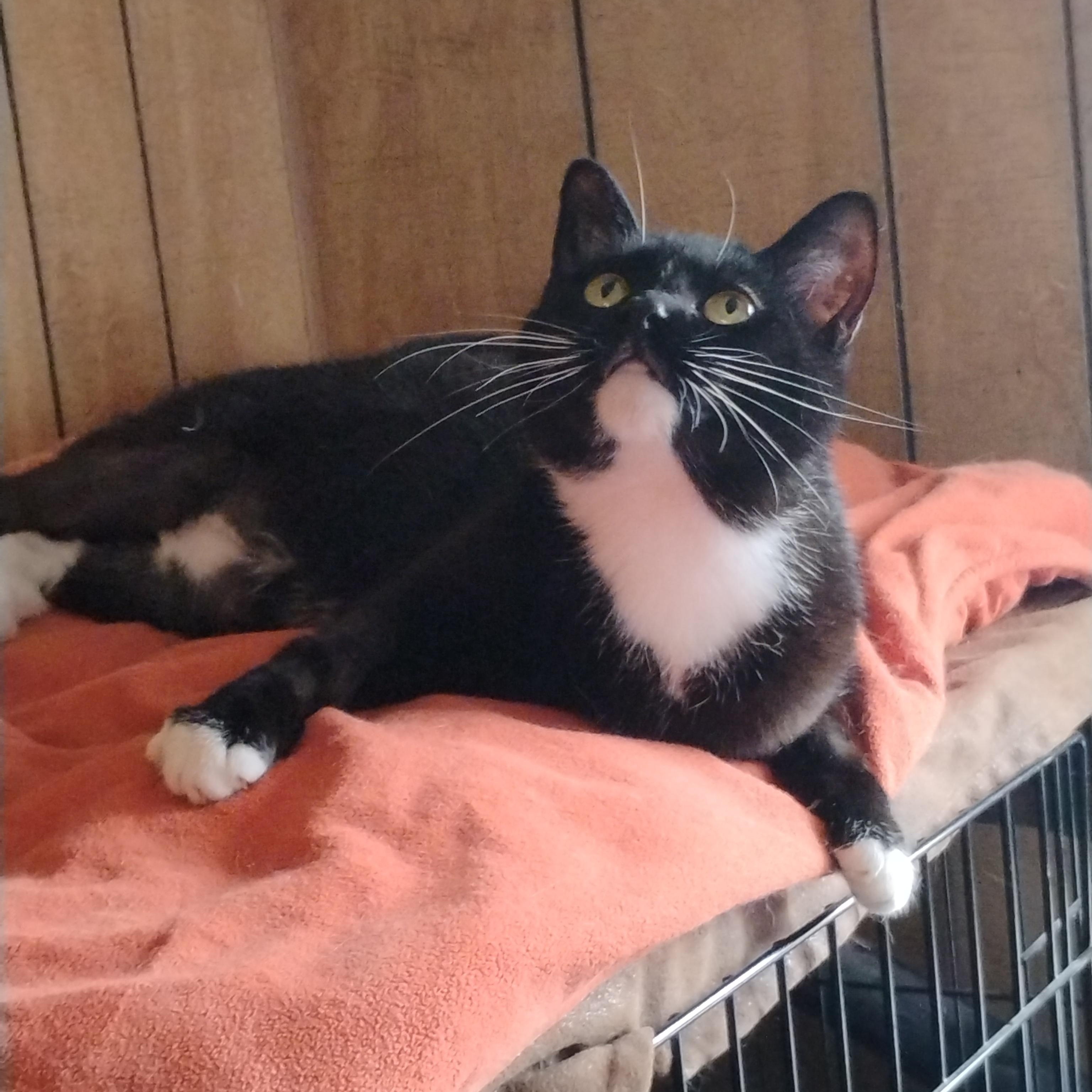 Enlarge TERRA, a Adopted mixed breed in Andover, KS image 1/4