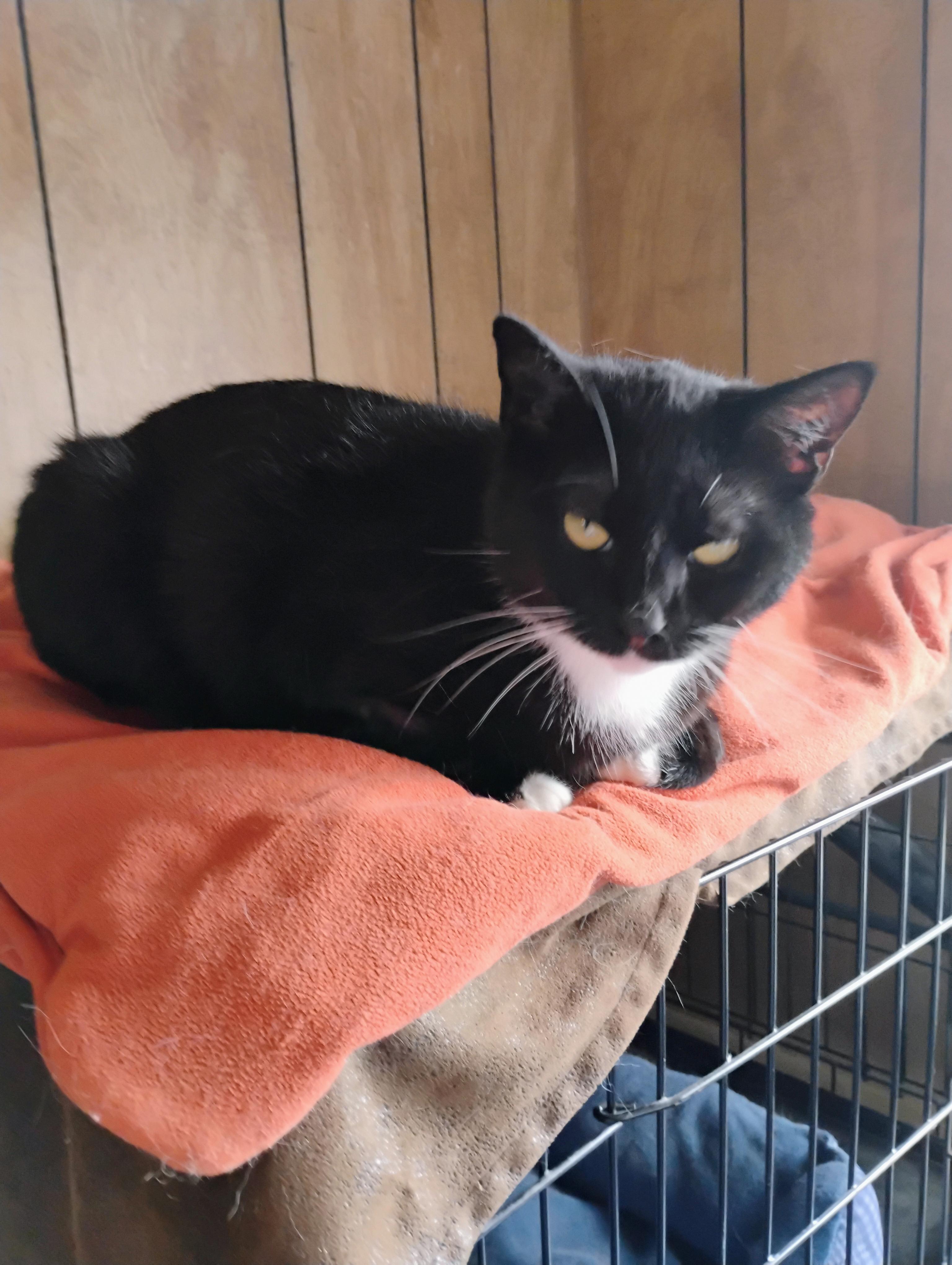 Enlarge TERRA, a Adopted mixed breed in Andover, KS image 2/4