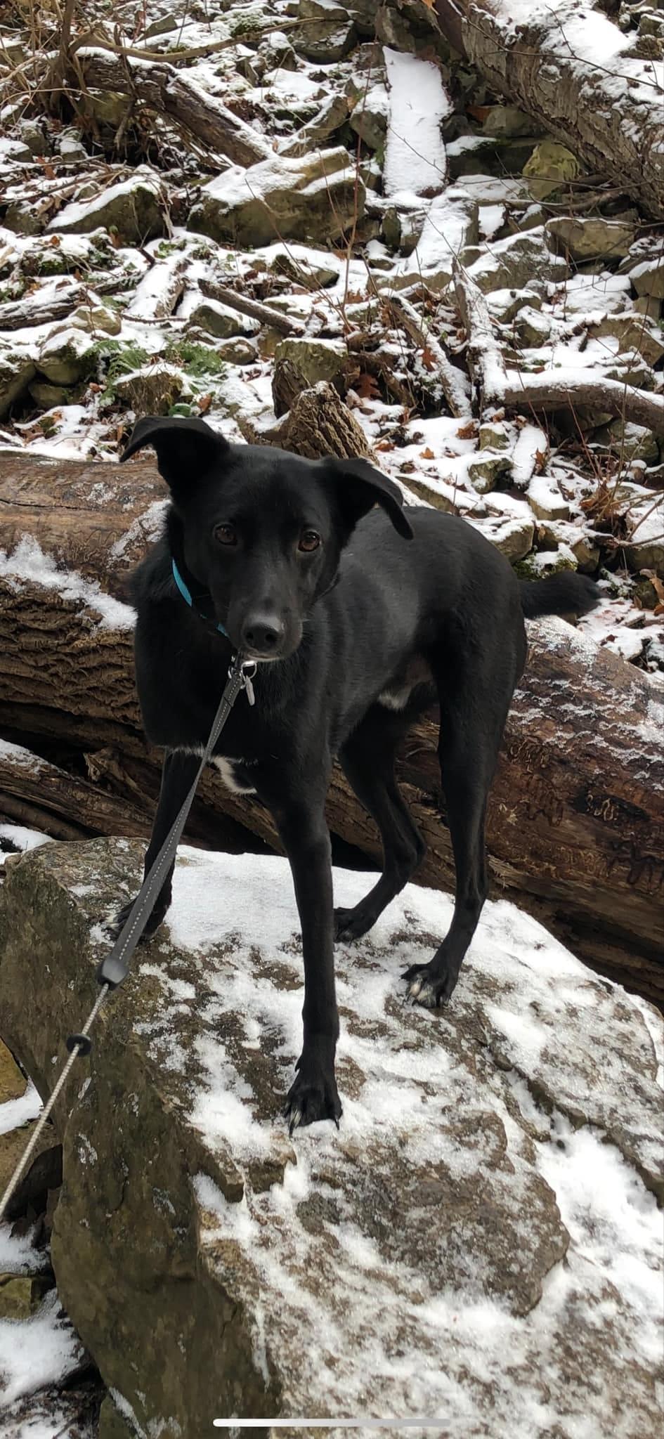 Benny, a Adoptable Mixed Breed in North York, ON image 3/3