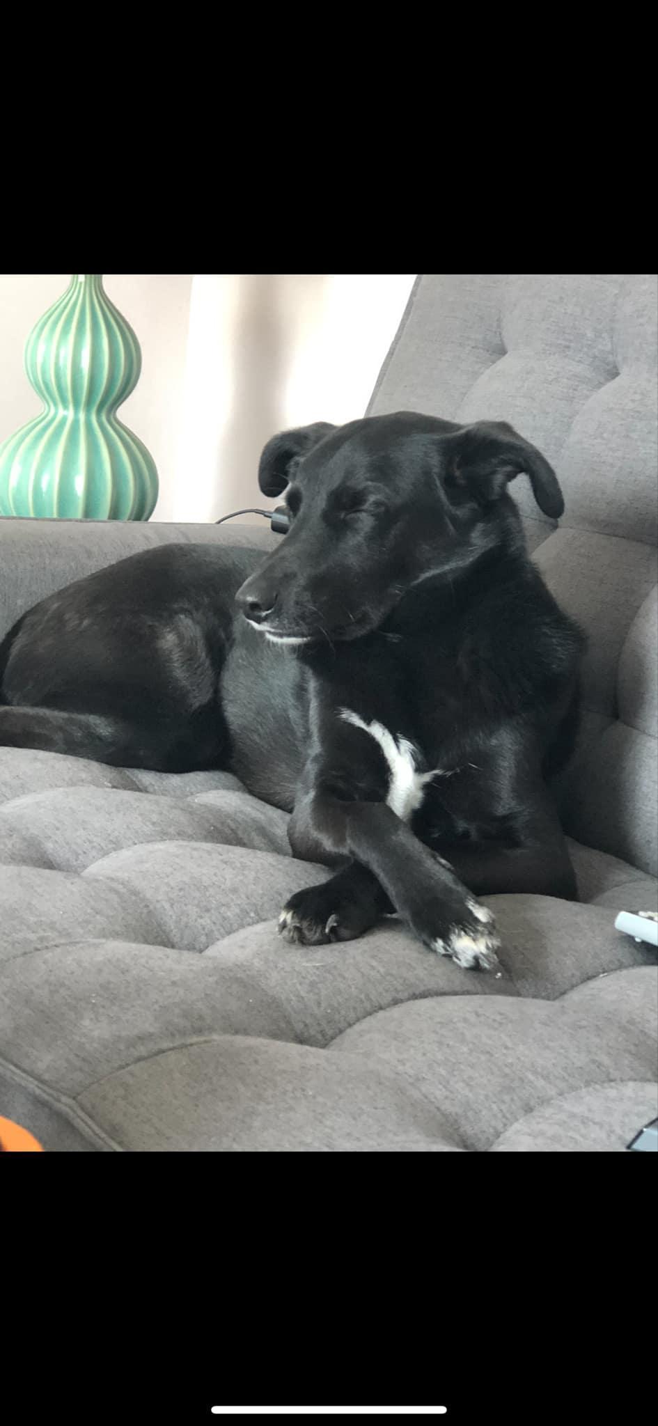 Benny, a Adoptable Mixed Breed in North York, ON image 2/3