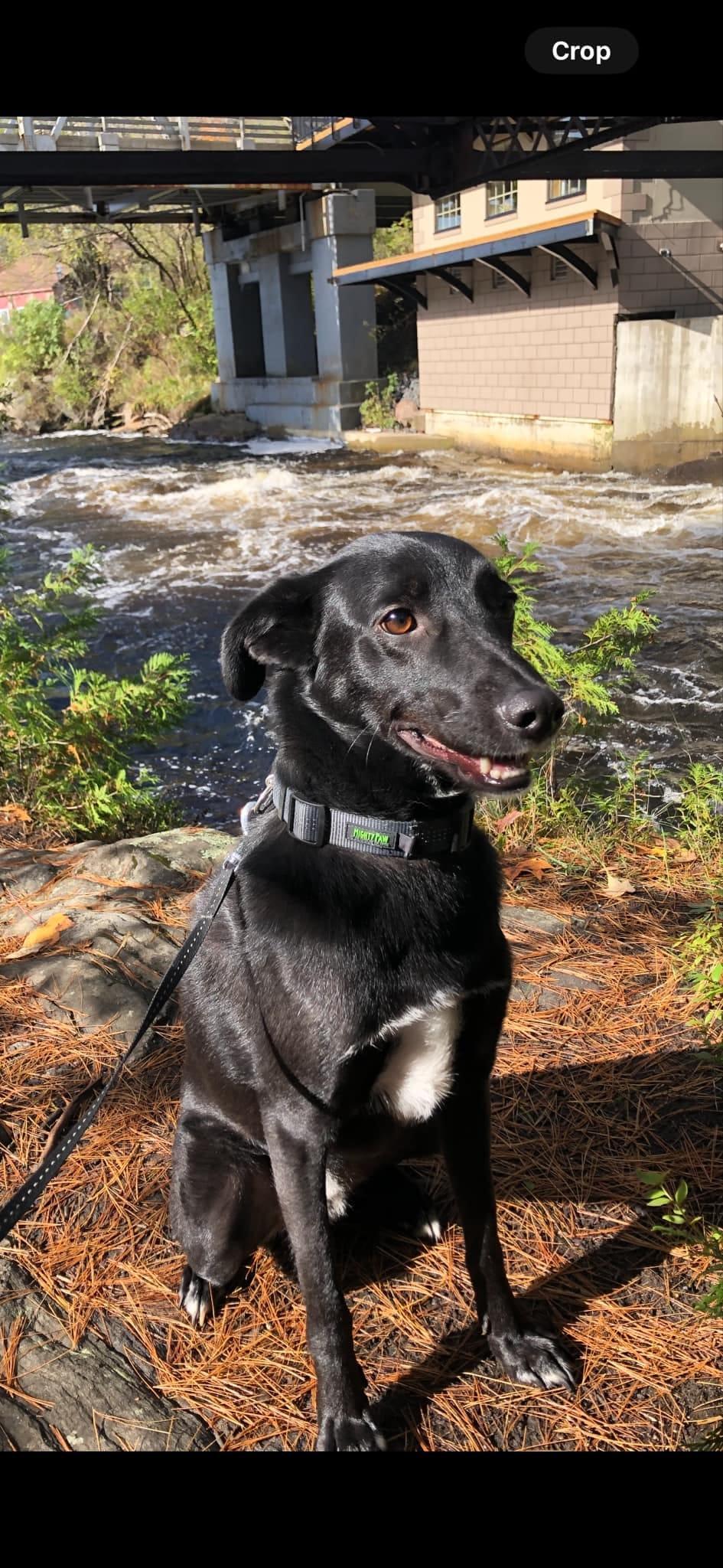 Benny, a Adoptable Mixed Breed in North York, ON image 1/3