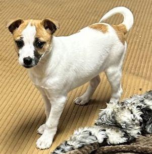 Enlarge MAPLE (ohiosdrescue@gmail.com), an adopted mixed breed in Elyria, OH image 3/5