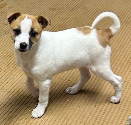 MAPLE (ohiosdrescue@gmail.com), adopted, Puppy Female Jack Russell Terrier.