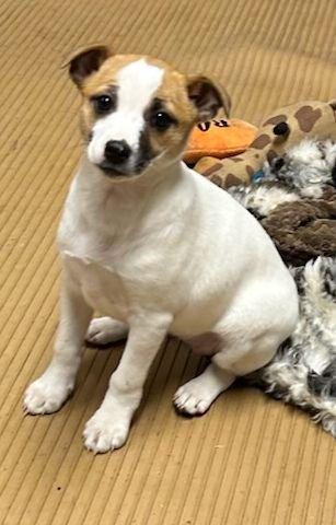 Enlarge MAPLE (ohiosdrescue@gmail.com), an adopted mixed breed in Elyria, OH image 4/5