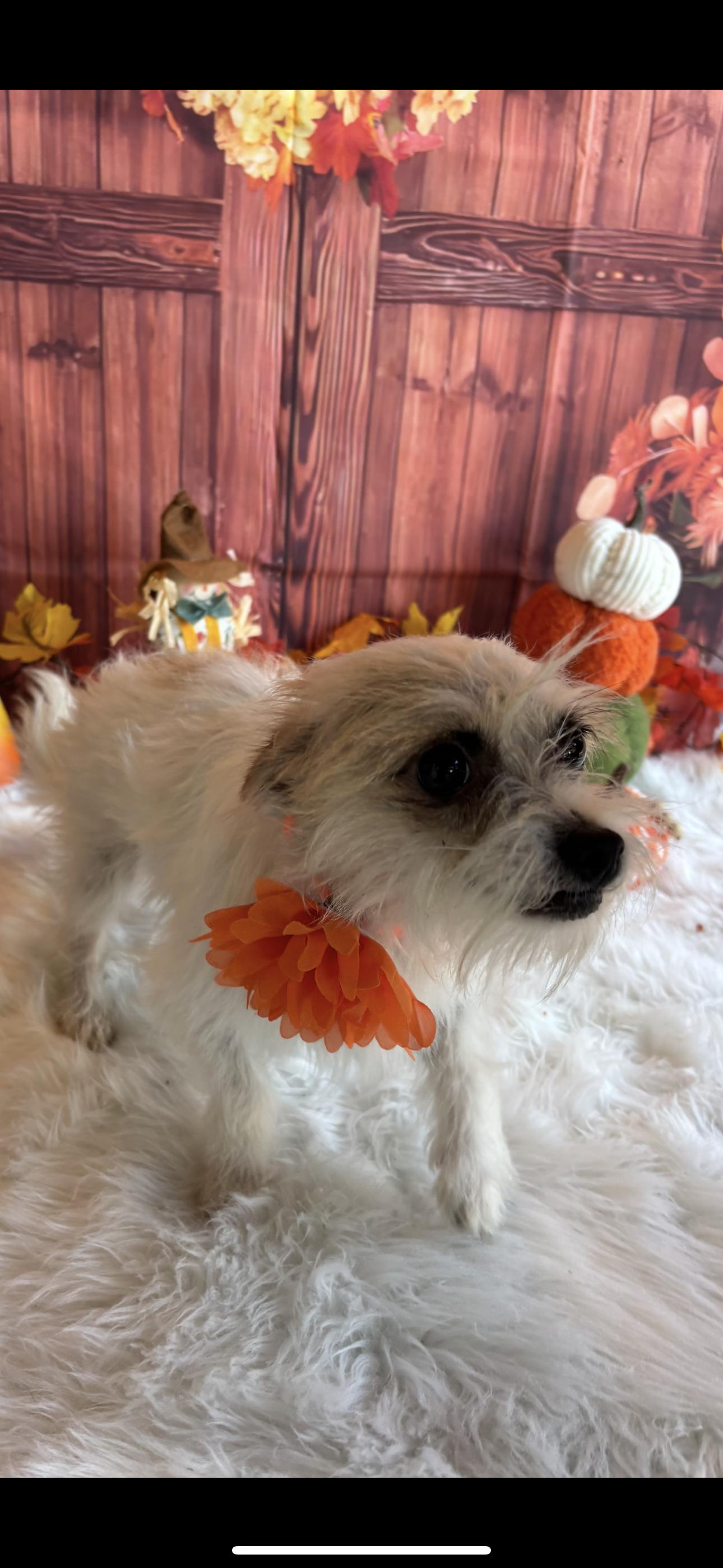 Enlarge Fiona, a Adopted mixed breed in Cottonwood, CA image 1/6