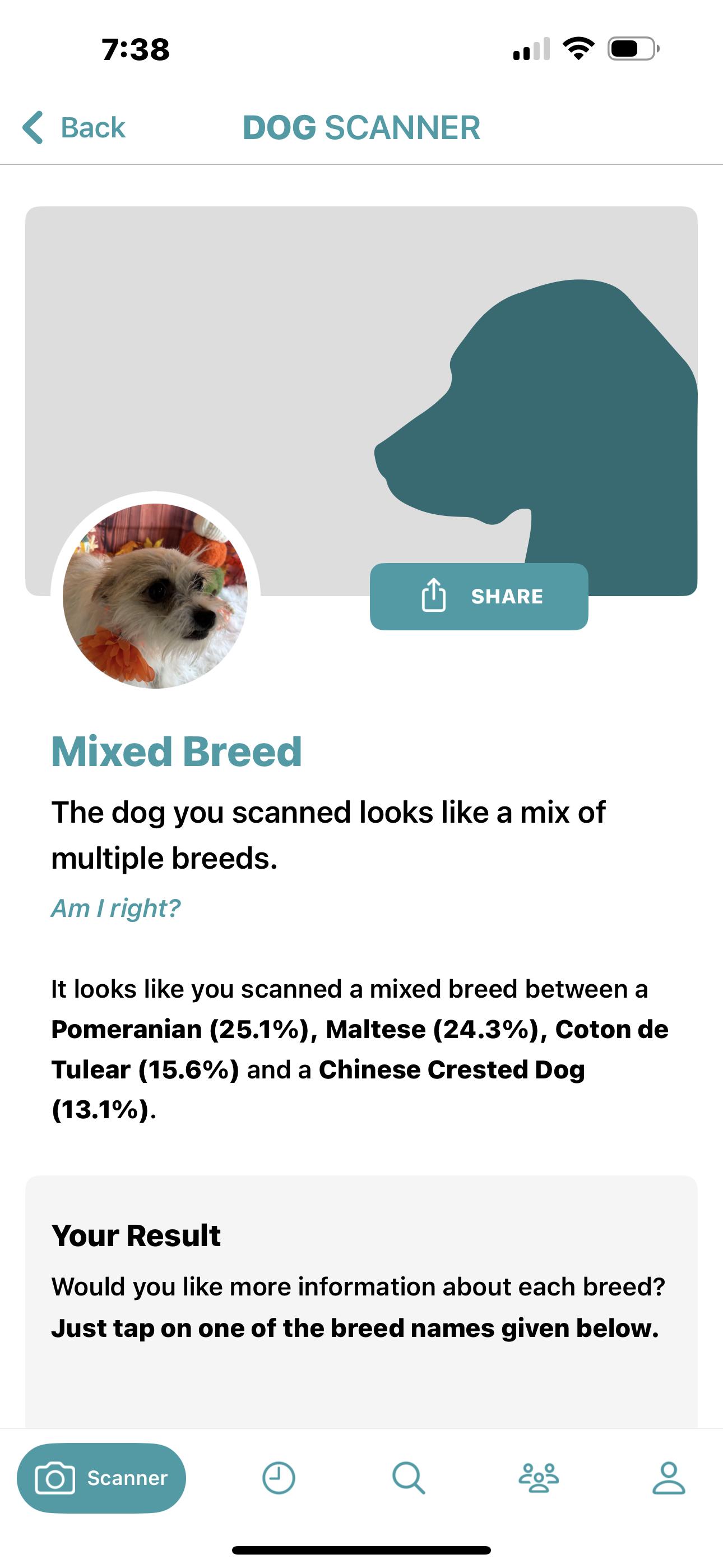 Enlarge Fiona, a Adopted mixed breed in Cottonwood, CA image 2/6