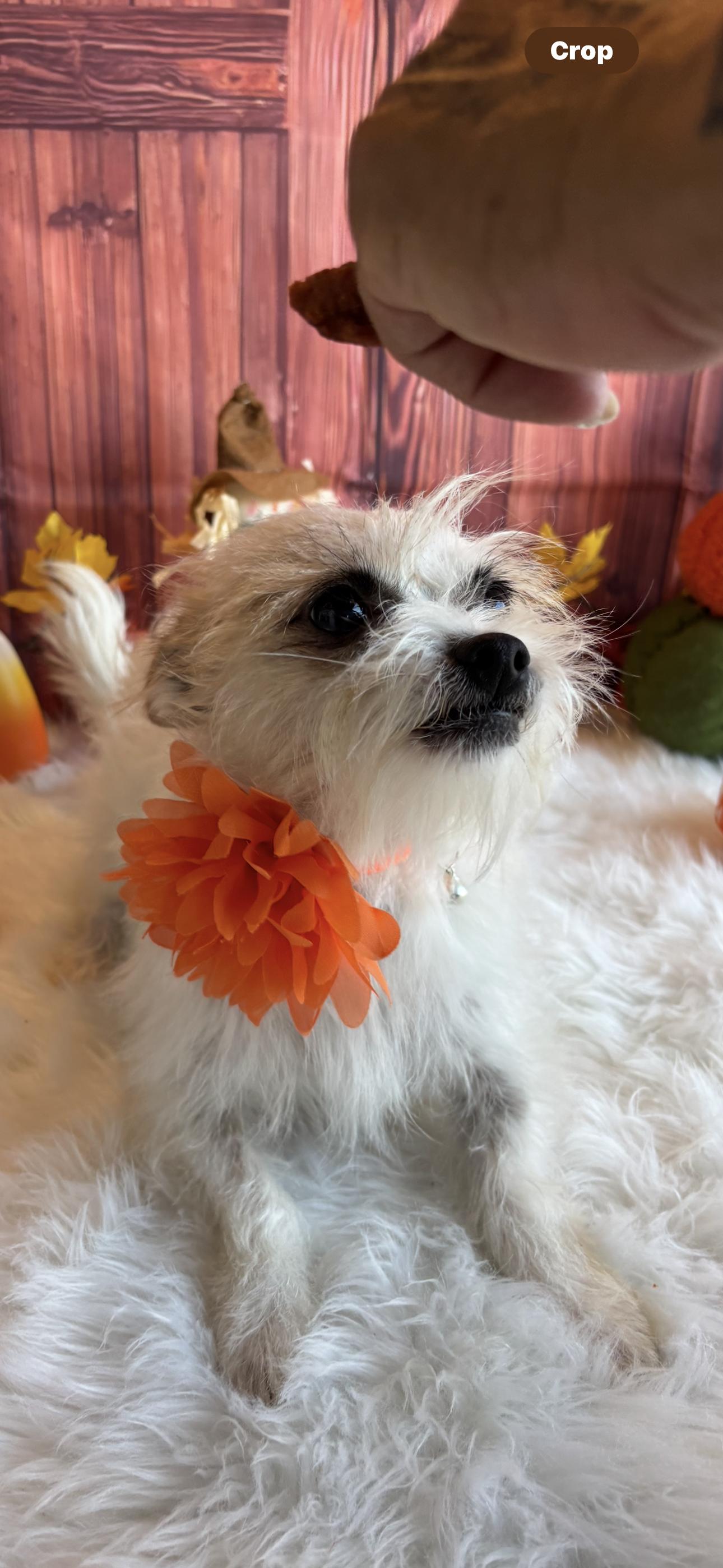 Enlarge Fiona, a Adopted mixed breed in Cottonwood, CA image 3/6