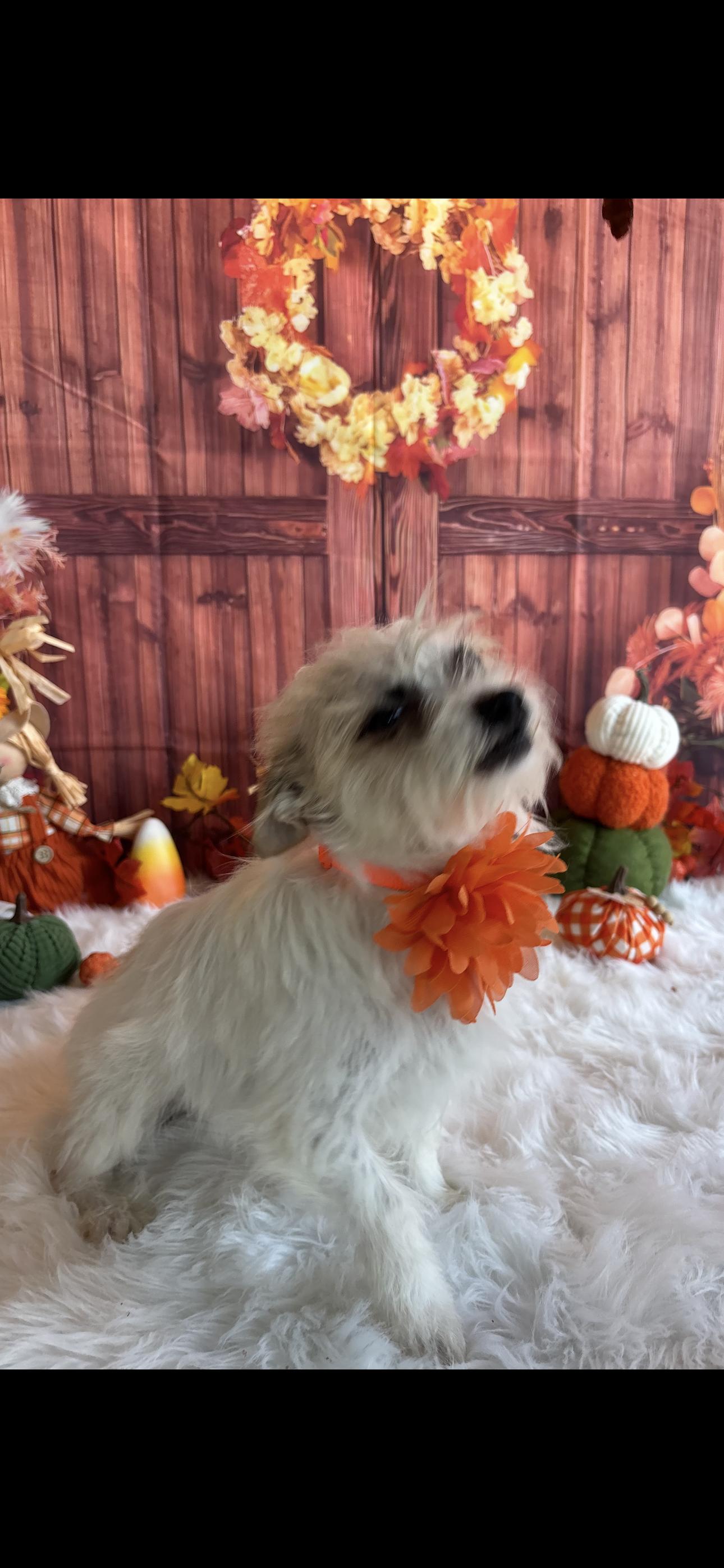 Enlarge Fiona, a Adopted mixed breed in Cottonwood, CA image 4/6