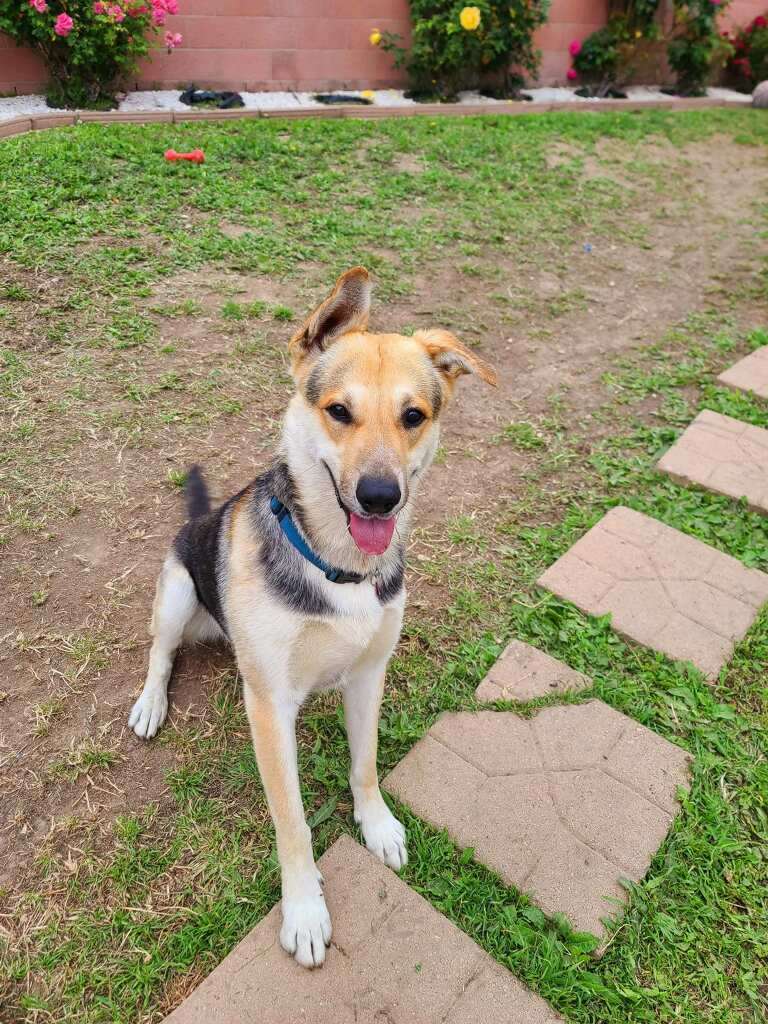 Let's Go, Tango!!, a Adoptable mixed breed in Manhattan Beach, CA image 1/6