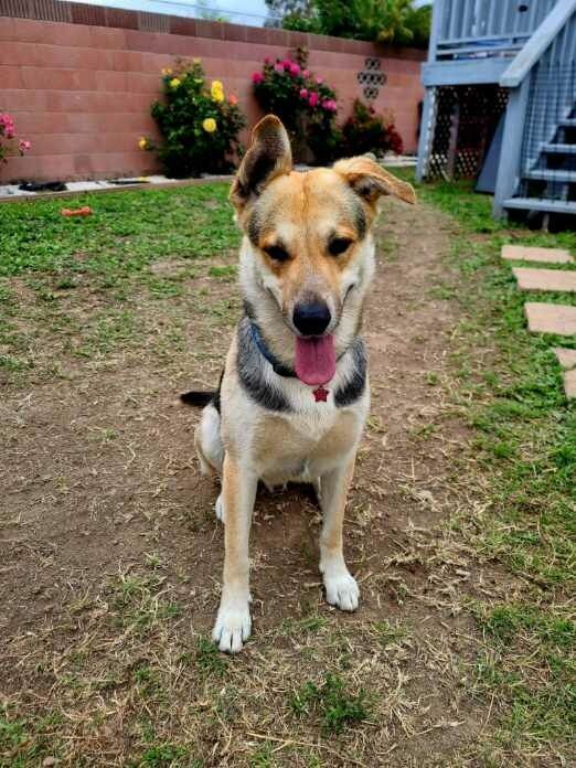 Let's Go, Tango!!, a Adoptable mixed breed in Manhattan Beach, CA image 2/6
