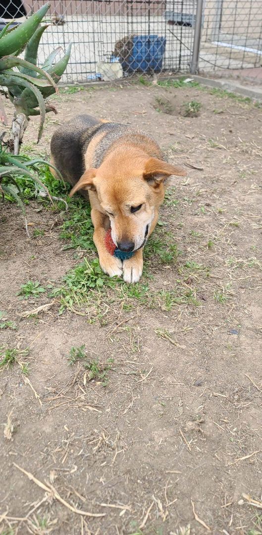 Let's Go, Tango!!, a Adoptable mixed breed in Manhattan Beach, CA image 3/6