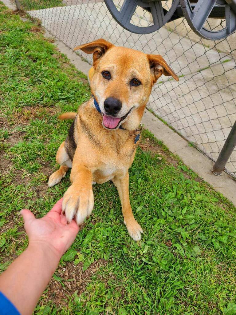 Let's Go, Tango!!, a Adoptable mixed breed in Manhattan Beach, CA image 4/6