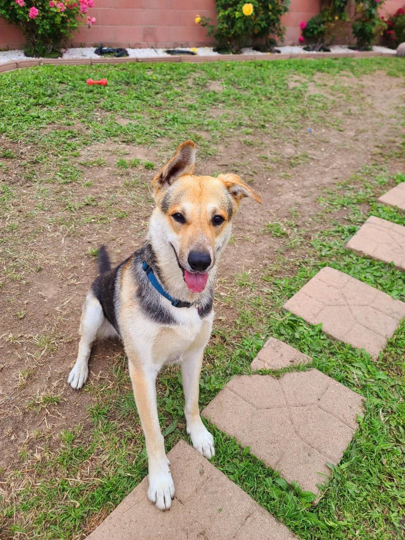 Let's Go, Tango!!, a Adoptable mixed breed in Manhattan Beach, CA image 5/6
