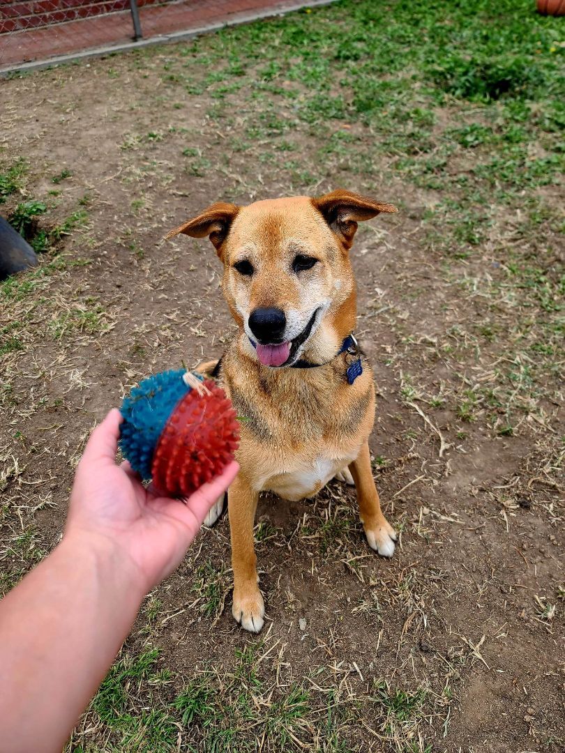 Let's Go, Tango!!, a Adoptable mixed breed in Manhattan Beach, CA image 6/6