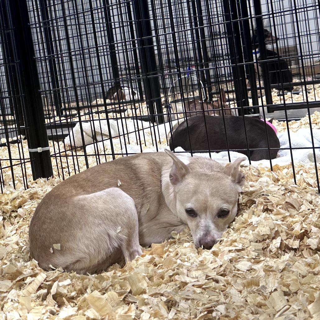 Blazin', ADOPTABLE, Adult Female Chihuahua.