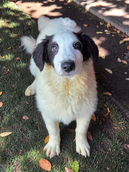 Eden, Adoptable, Puppy Female Collie & Maremma Sheepdog.