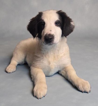 Enlarge Eden, a Adoptable mixed breed in Malvern, PA image 2/2