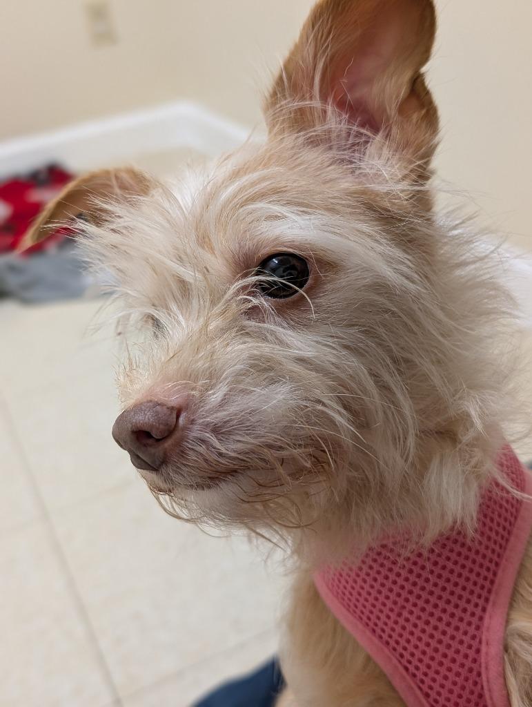 Missy, Adoptable, Adult Female Chihuahua & Terrier.