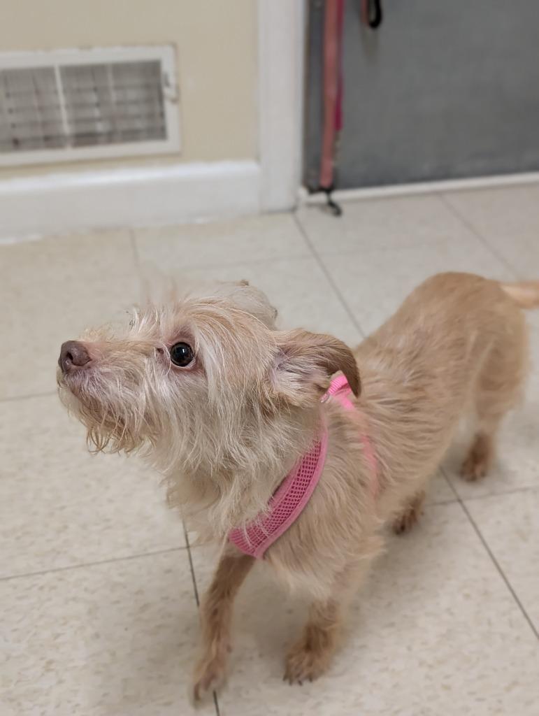 Enlarge Missy, a Adoptable mixed breed in Fall River, MA image 2/4