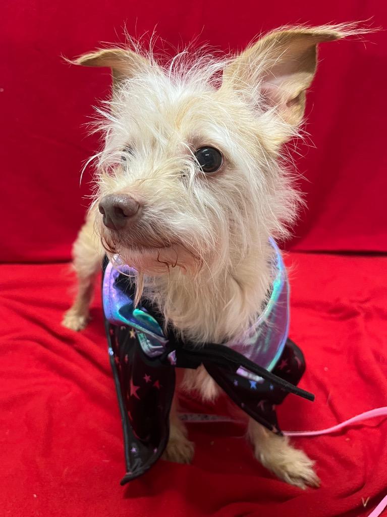 Enlarge Missy, a Adoptable mixed breed in Fall River, MA image 3/4