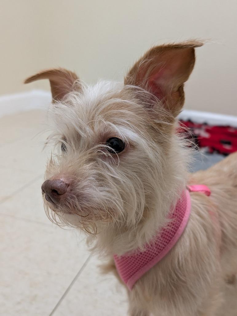 Enlarge Missy, a Adoptable mixed breed in Fall River, MA image 4/4