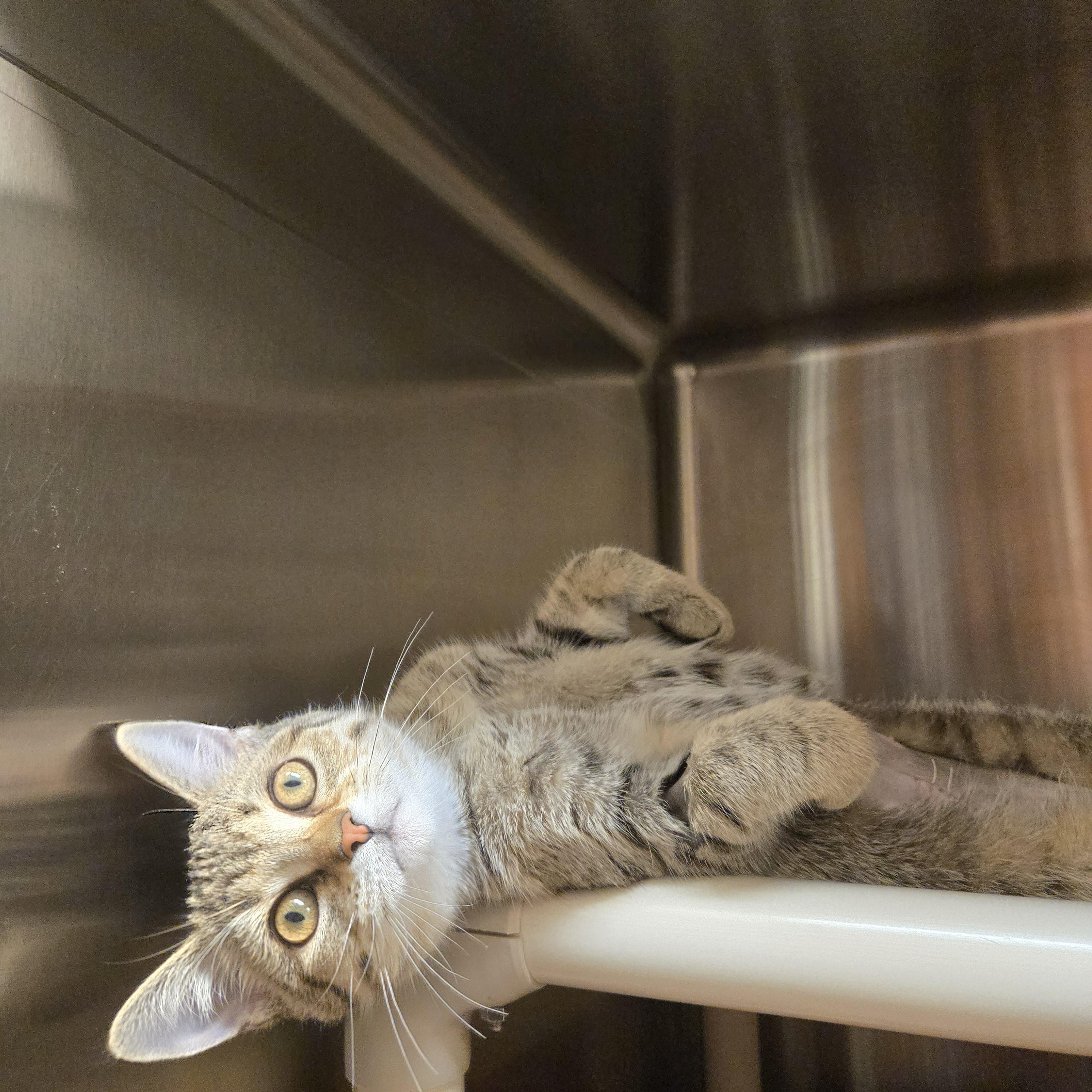 Brittany, Adoptable, Kitten Female Domestic Short Hair.