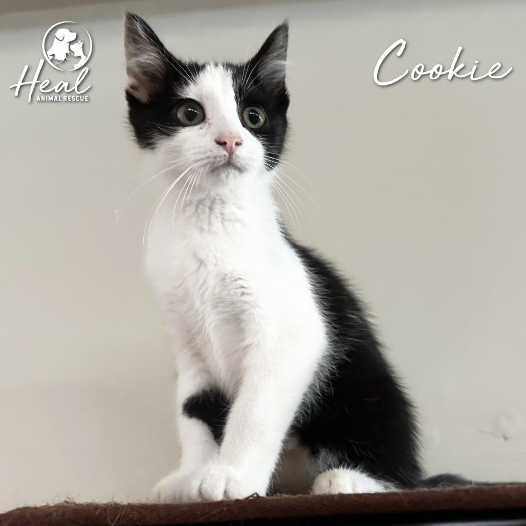 Cookie, Adoptable, Kitten Female Domestic Short Hair.