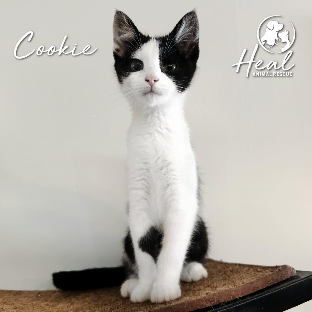 Enlarge Cookie, a Adoptable Domestic Short Hair in Youngwood, PA image 2/2