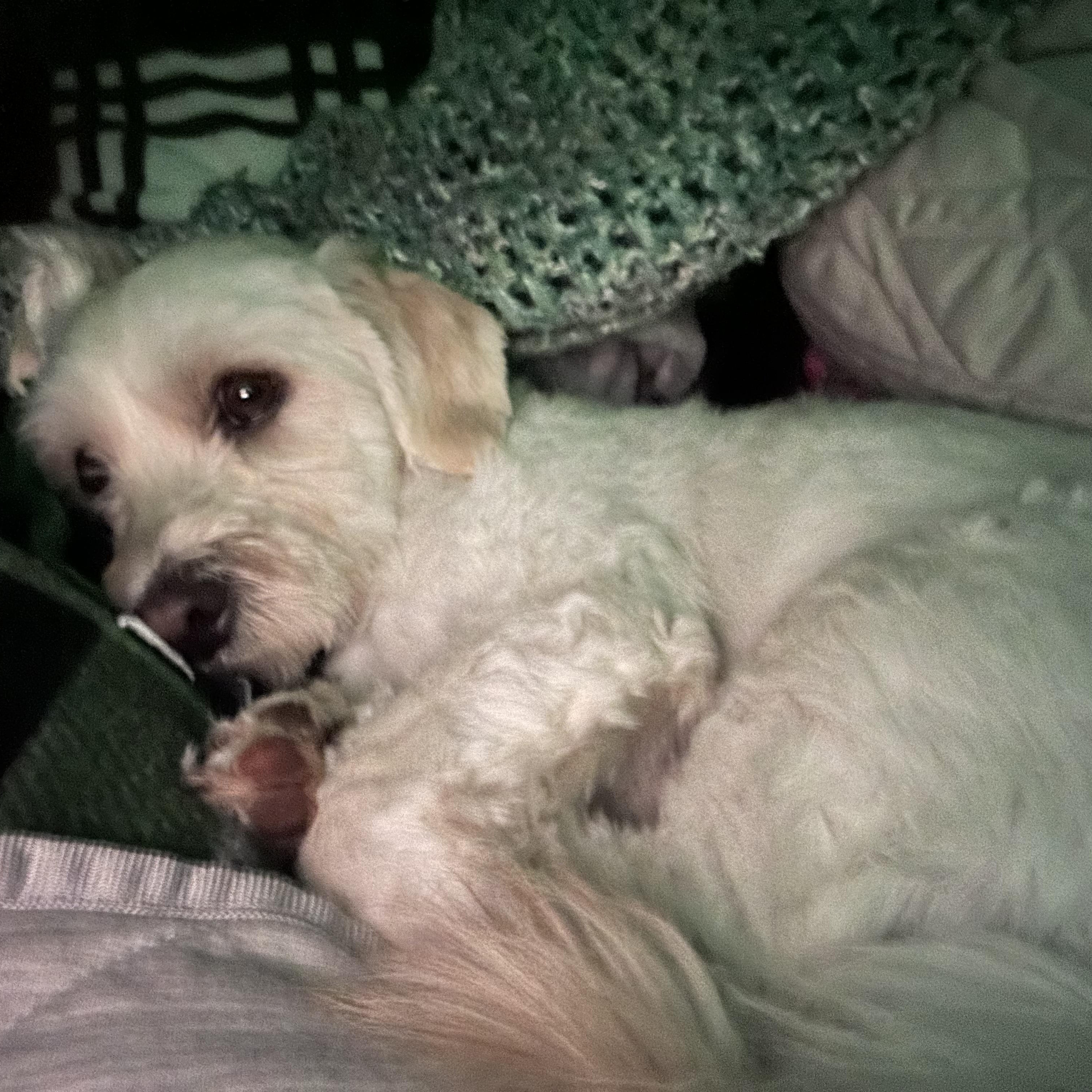 Enlarge Louie, an adopted mixed breed in Farmington, MN image 3/3