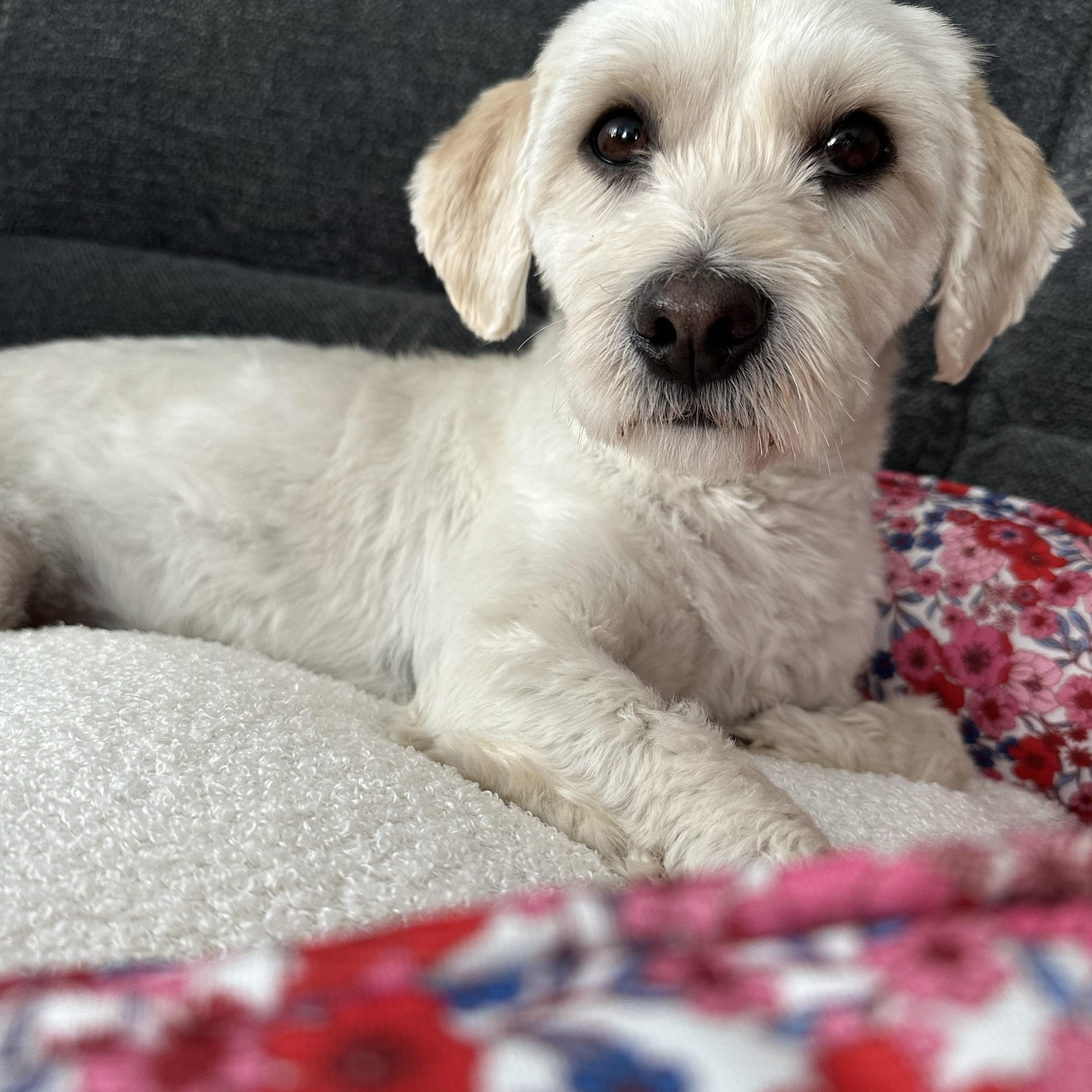 Enlarge Louie, an adopted mixed breed in Farmington, MN image 1/3