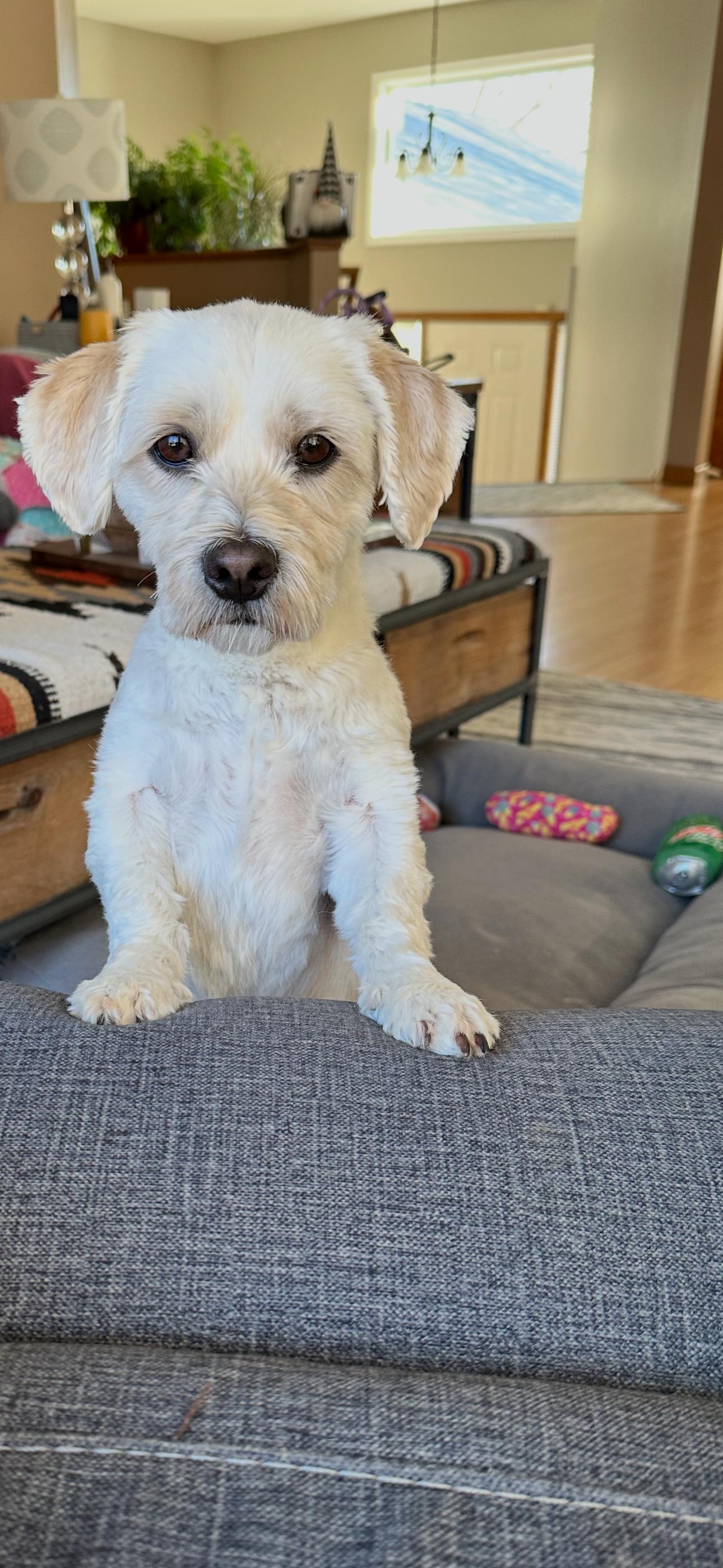 Enlarge Louie, an adopted mixed breed in Farmington, MN image 2/3