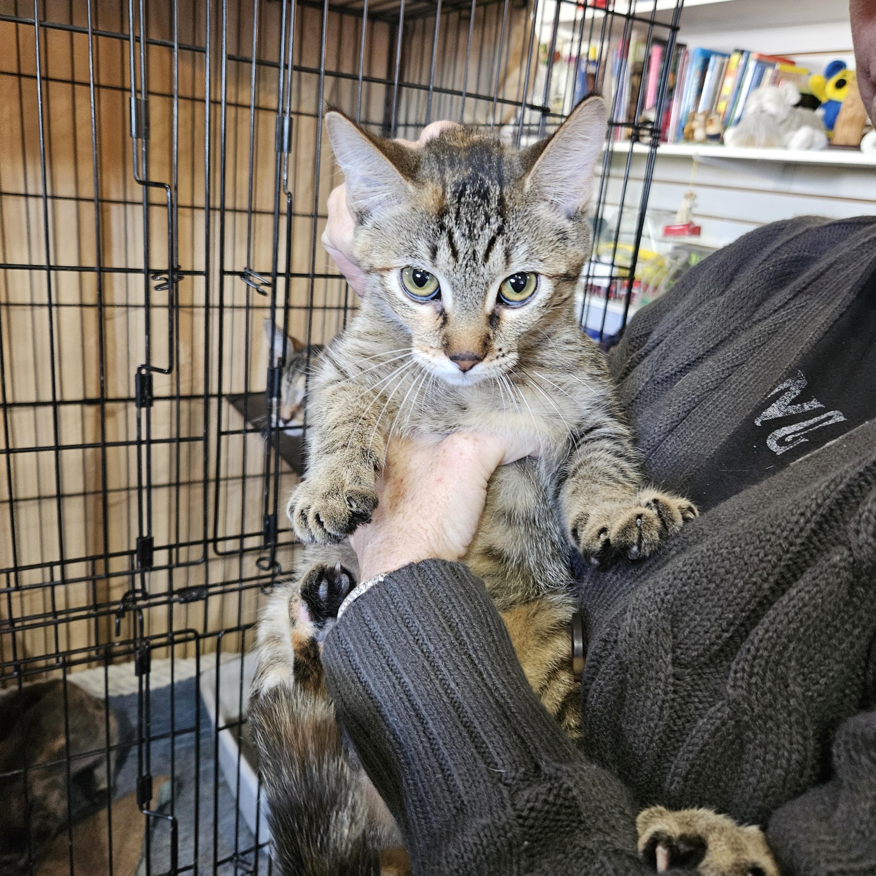 Tigger, an adoptable Domestic Short Hair in Alpine, TX, 79830 | Photo Image 1