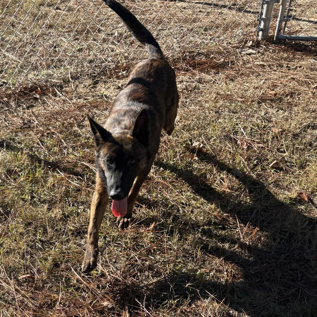 Enlarge Axel, a Adoptable mixed breed in claxton, GA image 1/3