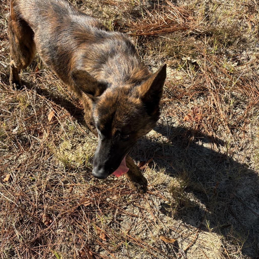 Enlarge Axel, a Adoptable mixed breed in claxton, GA image 2/3