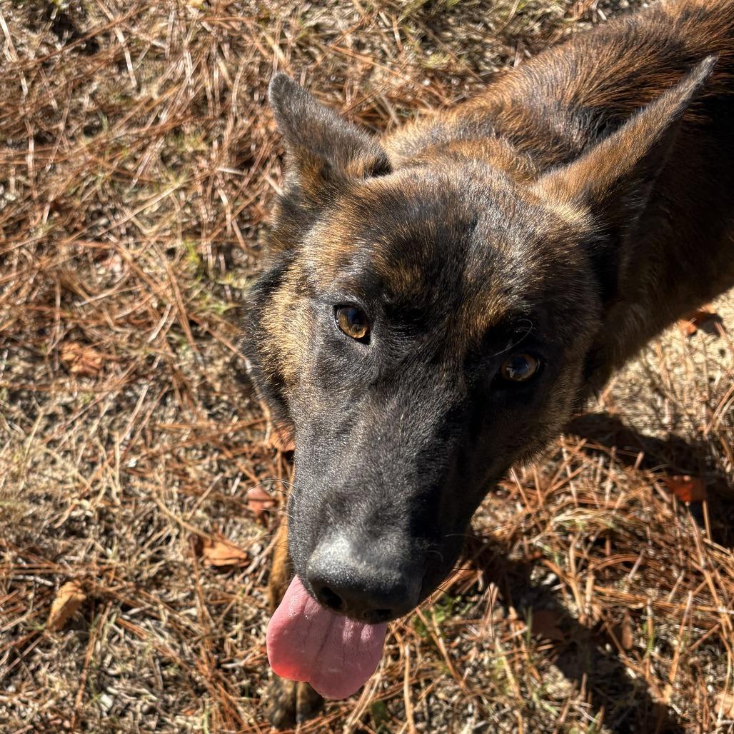 Enlarge Axel, a Adoptable mixed breed in claxton, GA image 3/3