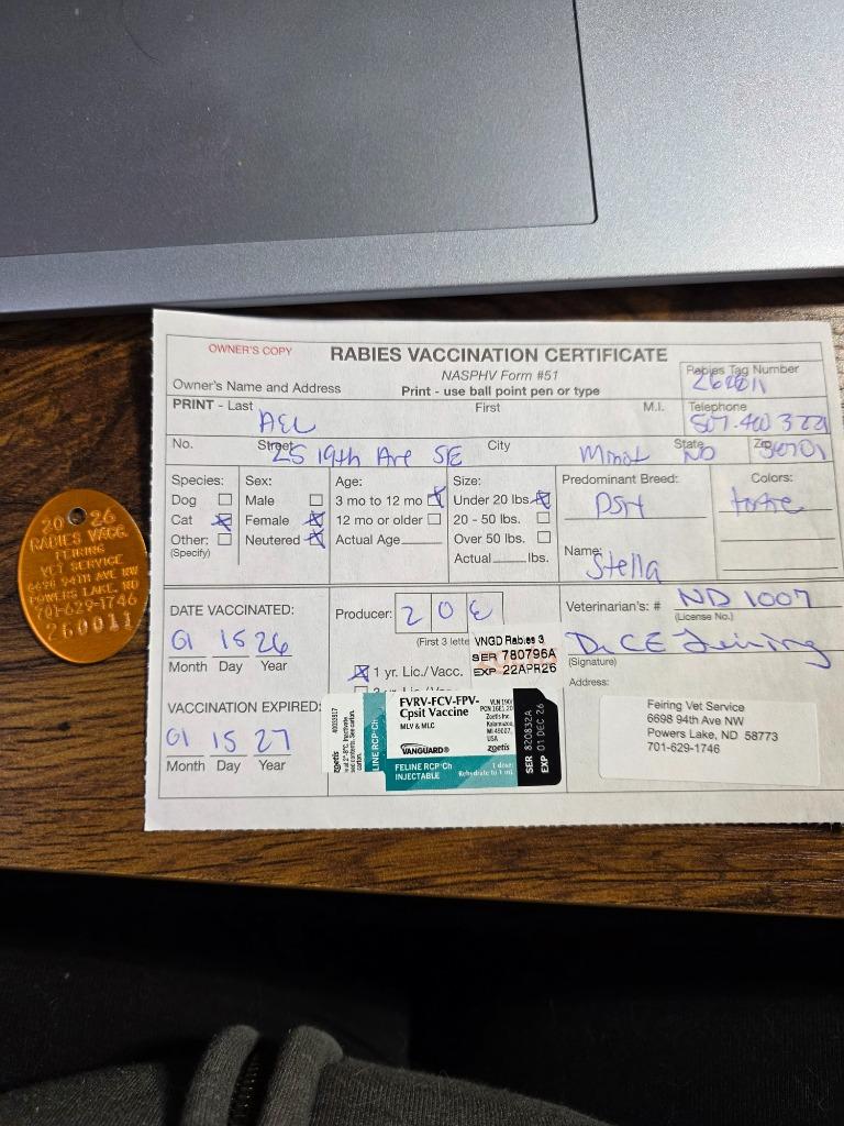 Stella, Adopted, Kitten Female Domestic Short Hair.