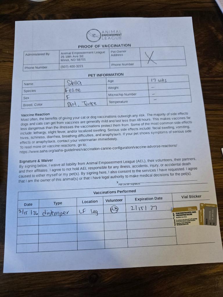 Stella, a Adopted mixed breed in Minot, ND image 2/4