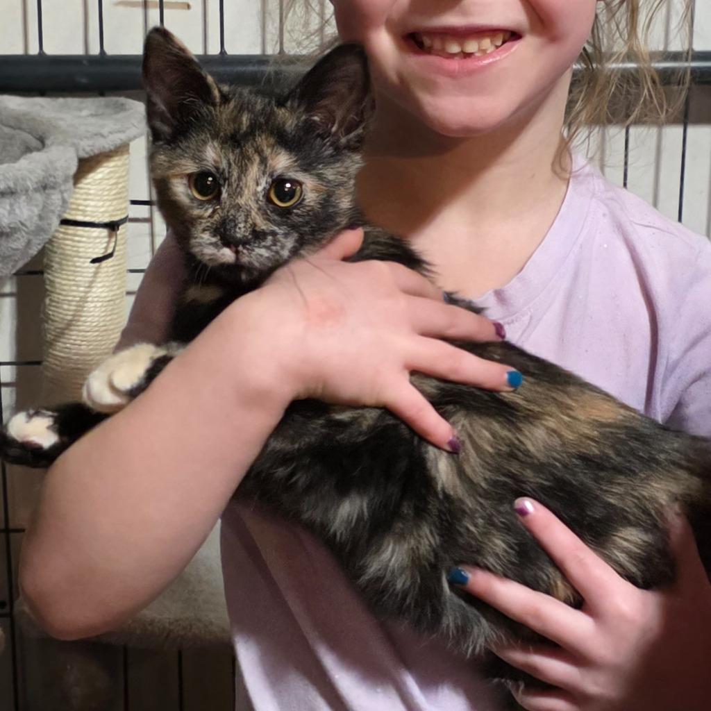 Stella, a Adopted mixed breed in Minot, ND image 3/4