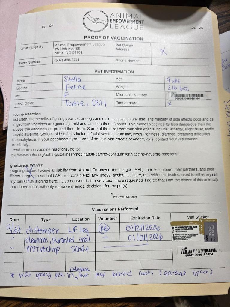 Stella, a Adopted mixed breed in Minot, ND image 4/4