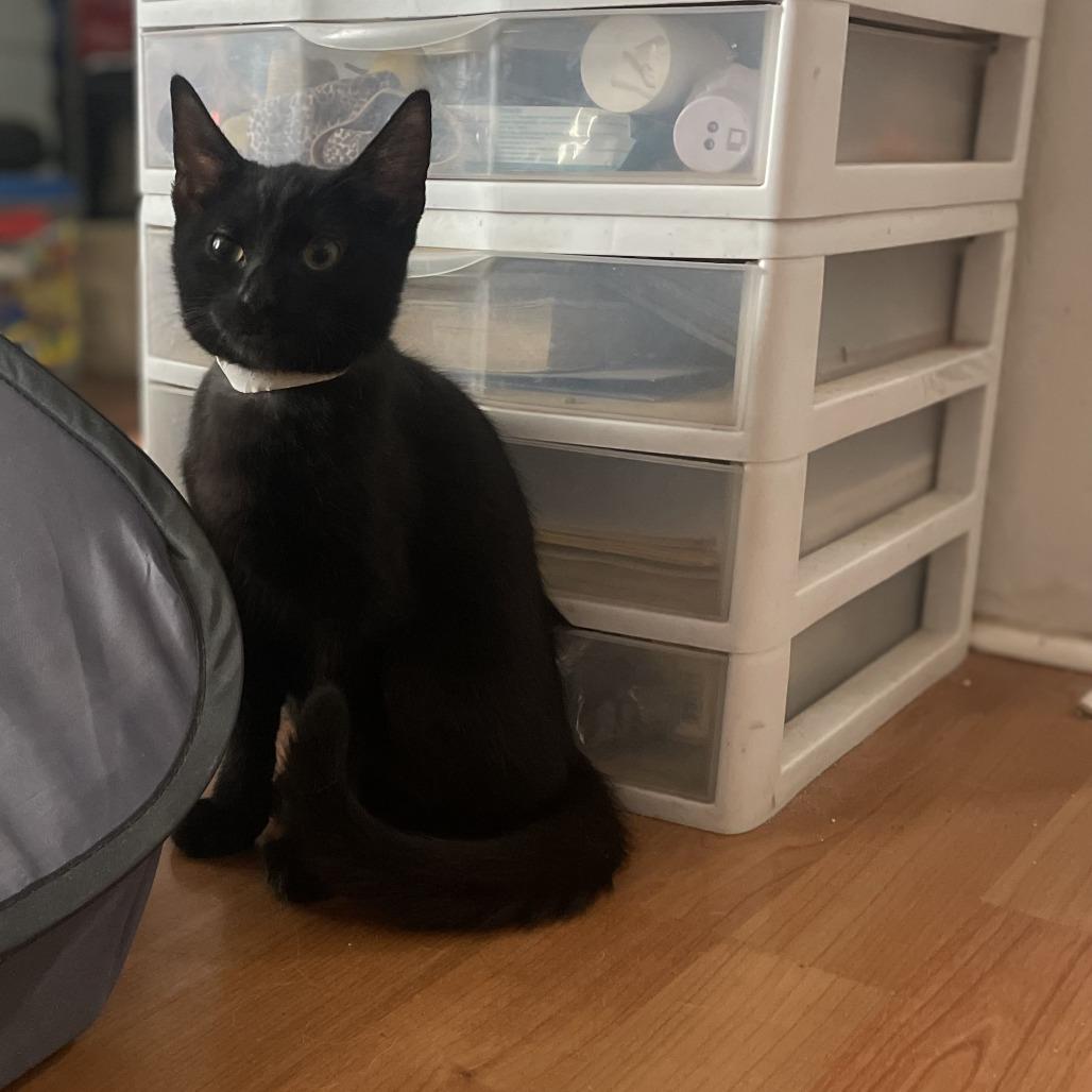 Cam, Adoptable, Kitten Female Domestic Medium Hair.
