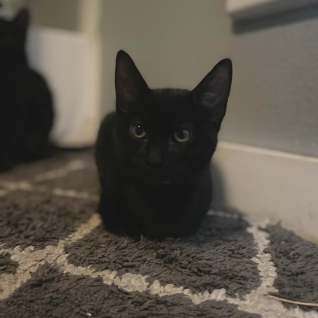 Enlarge Cam, a Adoptable Domestic Medium Hair in Washougal, WA image 3/4