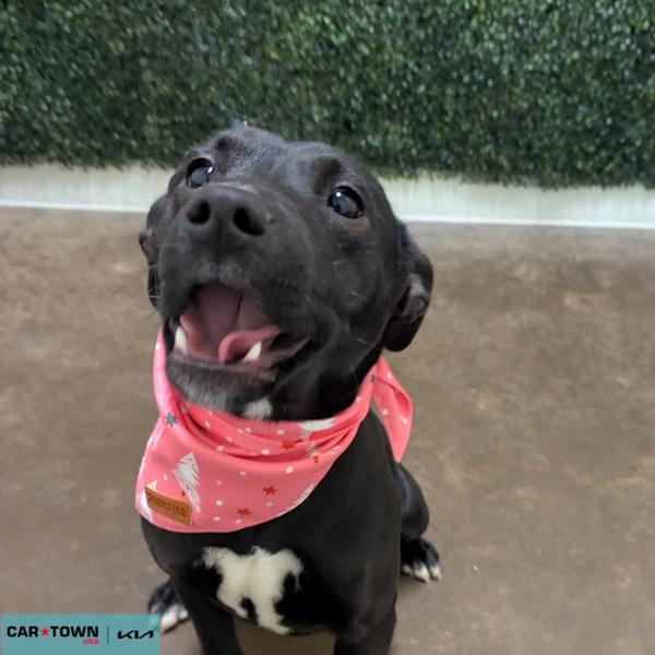 Tsunami, Adoptable, Young Female Pit Bull Terrier & Terrier.